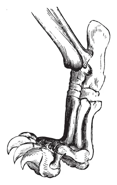 Oroszlán Láb Ami Puha Lábfej Mint Része Egy Emlős Általában — Stock Vector
