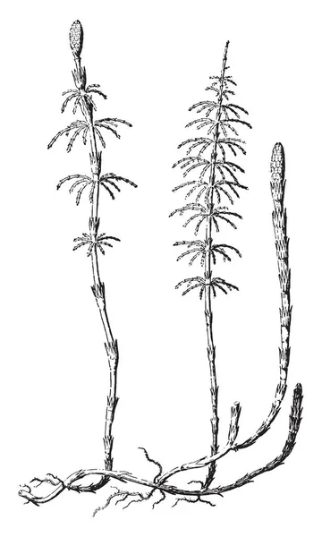 Imagen Scouring Rush Plant Mide Alto Produciendo Brotes Fértiles Infértiles — Archivo Imágenes Vectoriales