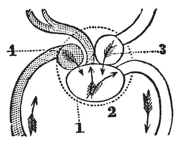 Diagram Heart Fish Which Ventricle Receives Blood Body Vintage Line — стоковый вектор
