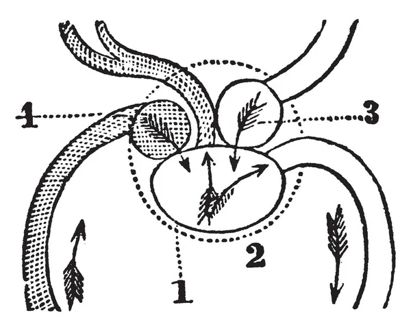 魚の心の体 ビンテージの線描画や彫刻イラストから 血液を受け取る心室 — ストックベクタ