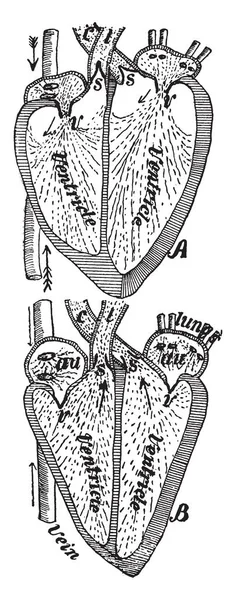 Este Diagrama Representa Curso Sangre Corazón Dibujo Líneas Vintage Ilustración — Vector de stock