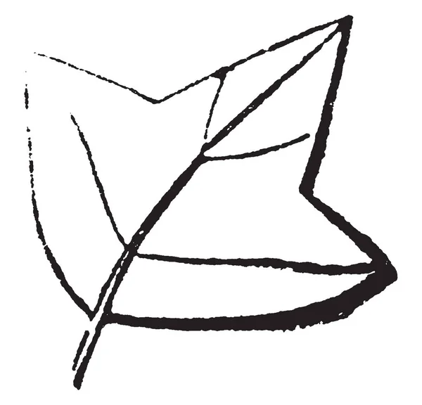 これは 三角形の葉です この葉が三角形の形状 ビンテージの線描画や彫刻イラストです — ストックベクタ