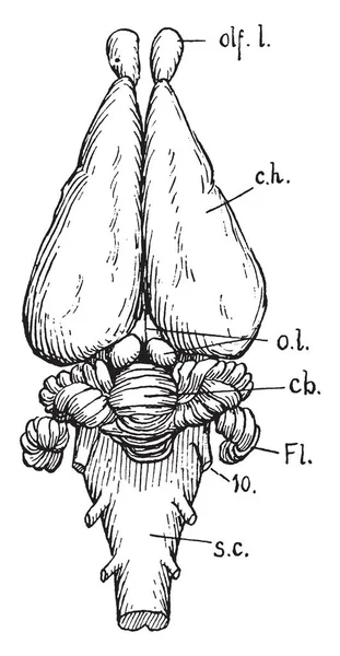 Dorsální Pohled Králičí Mozek Vintage Kreslení Čar Nebo Gravírování Obrázku — Stockový vektor