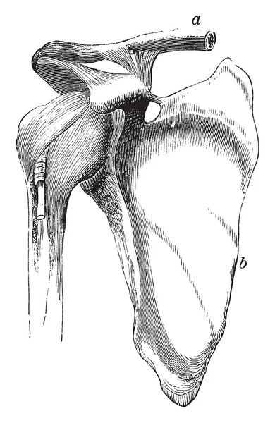 The Shoulder Joint, illustrazione vintage . — Vettoriale Stock