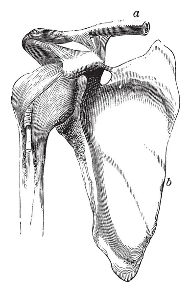 Das Schultergelenk, Vintage Illustration. — Stockvektor