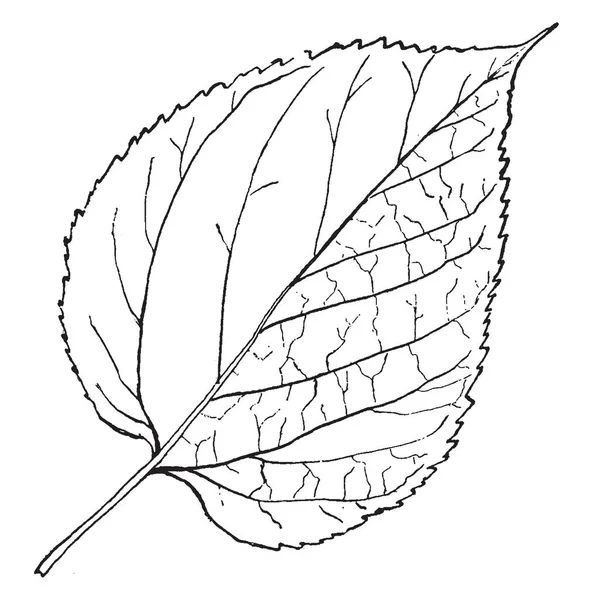 Bir adam kollarını yana yatay olarak outstretching, vintage çizgi çizme veya oyma illüstrasyon