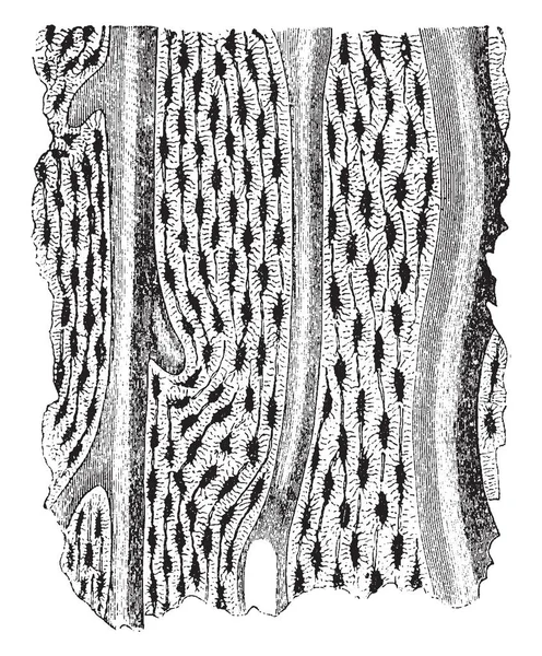 この図を表す骨微細構造 ビンテージの線描画や彫刻イラスト — ストックベクタ