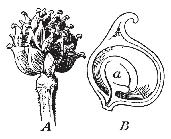 这张照片显示的是一只金凤 Akenes Akene 是密集和小圆的形状 茎是圆和厚 复古线画或雕刻插图 — 图库矢量图片