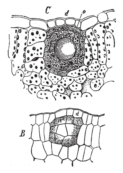 Sculling makine ile egzersiz bu resim A man içinde üst vücut için kullanılan. Bu egzersiz, vintage çizgi çizme veya oyma illüstrasyon yoludur.