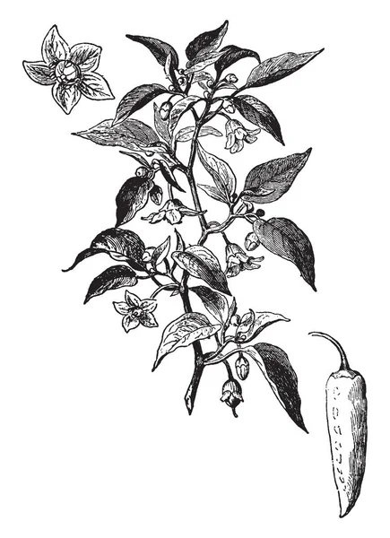 Tropik bir bitki cinsi biber taşıyan biber. Bu genellikle zaman olgunlaşmamış yeşil bitki ve kırmızı veya sarı olgun zaman, vintage çizgi çizme veya oyma illüstrasyon içi boş meyvesi biber vardır.