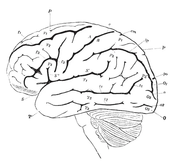 大脑的侧面视图 复古线画或雕刻插图 — 图库矢量图片