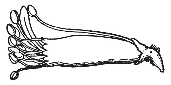Зображення Показує Солодкого Гороху Тичинки Пилком Sac Містять Пилкових Зерен — стоковий вектор