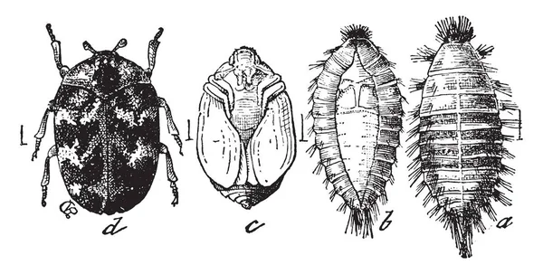 Resimde Halı Böceği Aşamaları Vintage Çizgi Çizme Veya Oyma Illüstrasyon — Stok Vektör