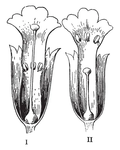Obraz Przedstawiający Dwa Dimorphous Kwiaty Pierwiosnka Który Jest Długo Stylu — Wektor stockowy
