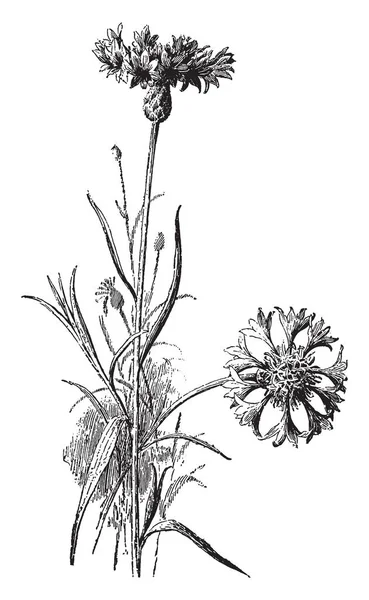 矢车菊是一个每年在北美栽培的欧亚植物 它是有艳丽的头蓝色或紫色或粉红色或白色的花朵 复古线画或雕刻插图 — 图库矢量图片