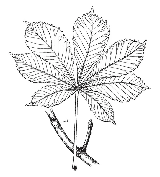 Μια Εικόνα Πλήρους Φύλλα Και Μπουμπούκια Αγριοκάστανο Εκλεκτής Ποιότητας Γραμμικό — Διανυσματικό Αρχείο