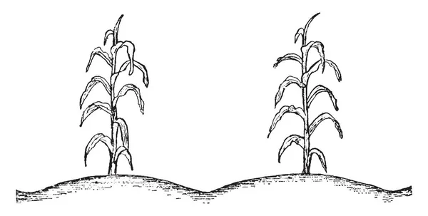 Esta Ilustración Representa Planta Maíz Con Superficie Del Suelo Dibujo — Vector de stock