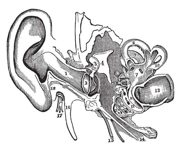 Partes del Oído, ilustración vintage . — Archivo Imágenes Vectoriales
