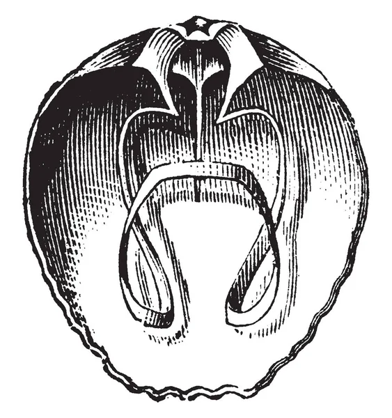 Внутрішній Вигляд Brachiopod Waldheimia Flavescens Vintage Штриховий Малюнок Або Ілюстрація — стоковий вектор