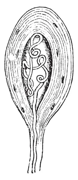 Medullated sinir fiber tendon, vintage çizgi çizme veya oyma illüstrasyon sonlandırılması.