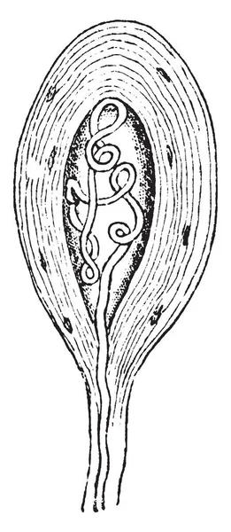 빈티지 그림에서 Medullated 섬유의 — 스톡 벡터