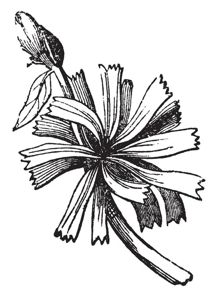 Plant Met Bladeren Witte Achtergrond — Stockvector