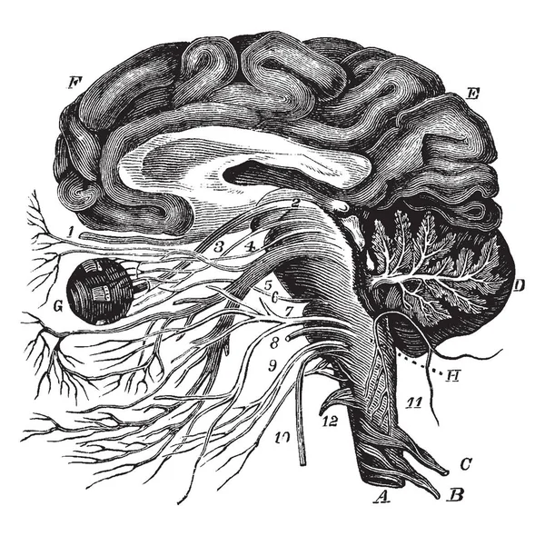 Cervello Origine Delle Dodici Coppie Nervi Cranici Disegno Linee Vintage — Vettoriale Stock