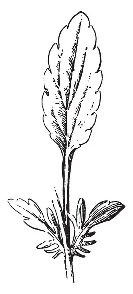 パンジーの葉の図 この葉っぱは卵形および薄いです 茎は小さな ビンテージ ライン図面やイラストを彫刻 — ストックベクタ