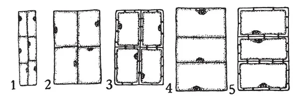 Dieses Bild Zeigt Einen Teil Der Xylem Entwicklung Vintage Linienzeichnung — Stockvektor