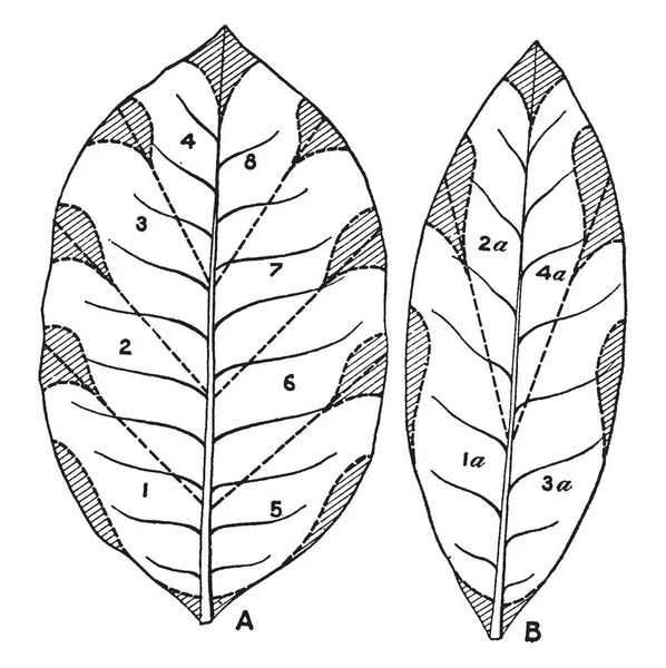 叶子主要用于香烟 烟斗烟草 叶子是简单和卵形的形状 显示烟叶的图片 叶比叶 复古线画或雕刻插图 — 图库矢量图片