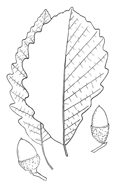 Folha Castanha Com Dois Carvalhos Castanha Desenho Linha Vintage Gravura —  Vetores de Stock