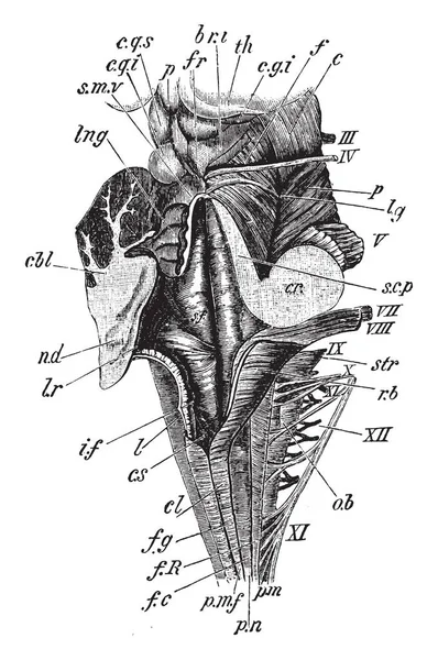 Vista Dorsal Posterior Medula Quarto Ventrículo Mesencéfalo Desenho Linha Vintage — Vetor de Stock