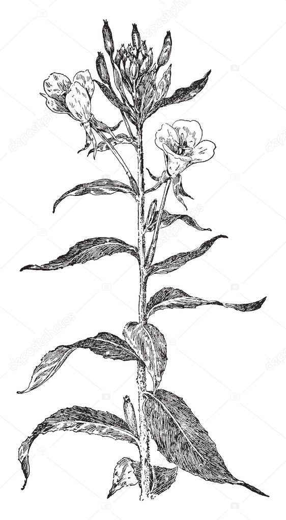 A picture of 'Common Evening Primrose' flowering plant. The flowers are hermaphrodite, produced on a tall spike and only last until the following noon, vintage line drawing or engraving illustration.