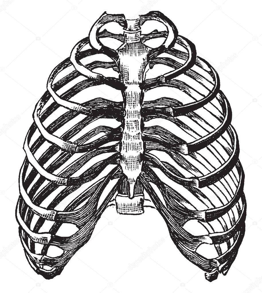 This illustration represents Bony Walls of the Thorax, vintage line drawing or engraving illustration.