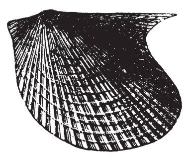 Pterinea yumuşakça Paleozoyik zaman, vintage çizgi çizme veya oyma illüstrasyon yayar.