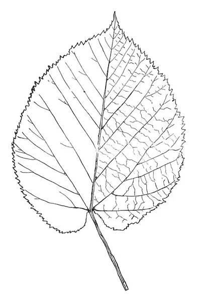 白い背景の葉のベクトルイラスト — ストックベクタ
