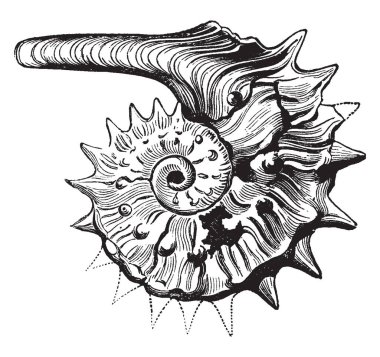 Üç broşürler ve yaprak grupları geniş ve üçle zehirli bitki yaprakları şeklinde, vintage çizgi çizme veya oyma illüstrasyon.