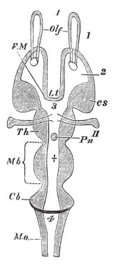 Omurgalı beyin kütlesini yalancı kanal yukarıda yatay bölümü temsil eden corpora quadrigemina, vintage çizgi çizme veya oyma illüstrasyon.