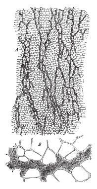 Akciğerler, vintage çizgi çizme veya oyma illüstrasyon durumunu kontrol etmek için kullanılan bir makine.