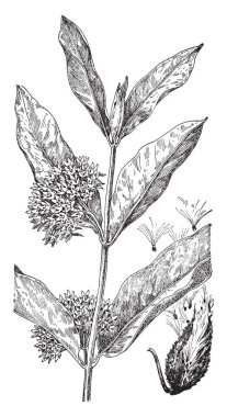 Asclepias syriaca, ortak milkweed.it olduğunu büyüdükçe kumlu topraklarda alan, vintage çizgi çizme veya oyma illüstrasyon yaygın bilinen.