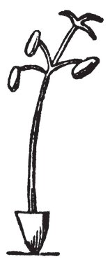 New Jersey Çay sadece 3 ft uzun boylu büyüyen yaprak döken bir çalı var. Renkli, vintage çizgi çizme veya oyma illüstrasyon parlak beyaz çiçekler.