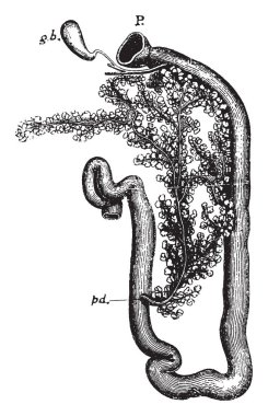 Oniki parmak bağırsağı tavşan, vintage çizgi çizme veya oyma illüstrasyon.