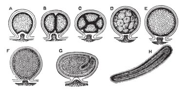 Planula anne dokular, vintage çizgi çizme veya oyma illüstrasyon içine alınmış Laomedea.
