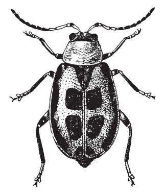 Linnaeus Heptandria gösteren bir resim. Bu bir bitki ve burada yedi stamens, vintage çizgi çizme veya oyma resimde olan cinsel sistemdir.