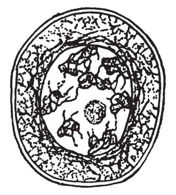 Dev kasnak egzersiz bir yoludur. Bu görüntüde bir adam göğüs ve kollar, vintage çizgi çizme veya oyma illüstrasyon için kullanılan dev kasnak ile egzersiz.