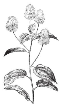 Bu nemli alanlarda bulunan ve yarda, Parklar, yol ve çim çimen oluşur. Yeni numaralı seribaşı alanlarda son derece rekabetçi olabilir. Ayrıca Mısır earworm, vintage çizgi çizme veya oyma illüstrasyon için alternatif bir ev sahipliği yapmaktadır.