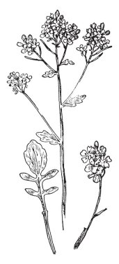 Linnaeus Pentandria gösteren bir resim. Bu bir bitki ve burada beş stamens ve bir pistil, vintage çizgi çizme veya oyma resimde olan cinsel sistemdir.