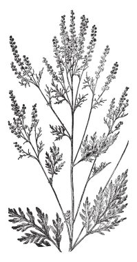 Küçük düz yaygın yayılmış olan bir dal koniler, vintage çizgi çizme veya oyma illüstrasyon ile birlikte bırakır.