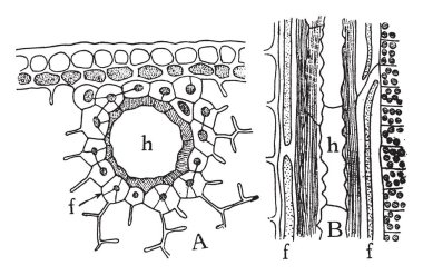Desiderius Erasmus, Hollandalı Rönesans hümanist, Katolik rahip, sosyal eleştirmen, öğretmen ve teolog onun 1466-1536, olduğunu, o klasik bir bilim adamı ve bir saf Latin tarzı, vintage çizgi çizme veya oyma illüstrasyon yazdı