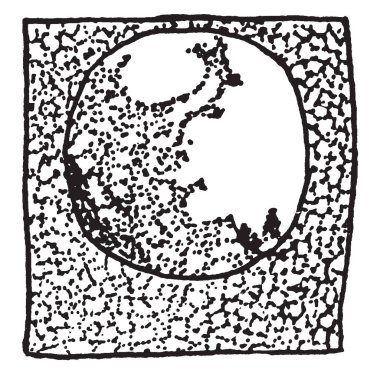 Roma pelin veya küçük pelin bir bitkidir. Yaprakları bir benzerlik Artemisia, vintage çizgi çizme veya oyma illüstrasyon yaprakları için düşünülen çünkü türün adı, artemisiifolia, verilen.